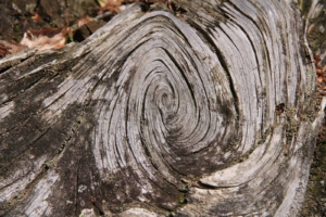 Erdlicht bietet Lebensberatung, Coaching, Prozessarbeit, Tarottherapie, Yoga, Atemtechnik im Raum Winterthur